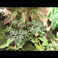 Selaginella erythropus (fam. Selaginellacees) (Du Costa Rica a la Bolivie) (3)